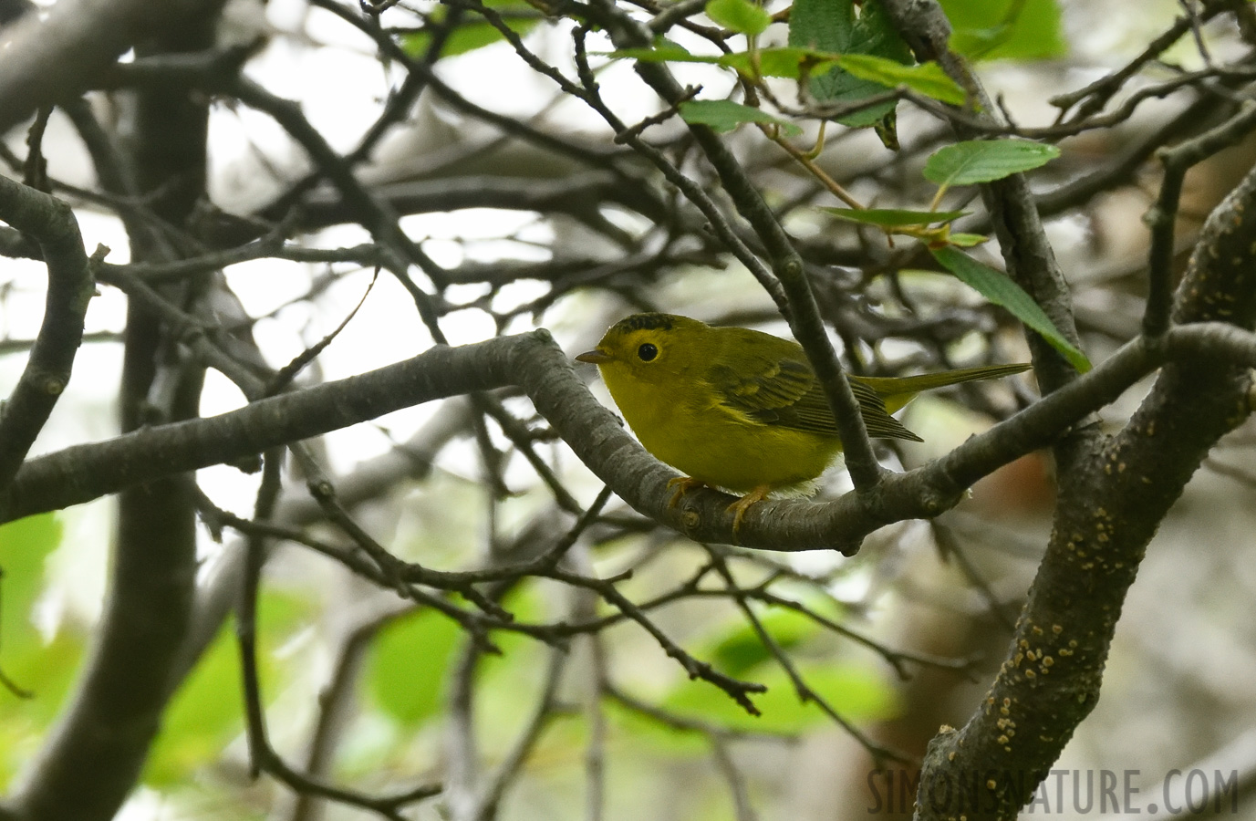 Cardellina pusilla [400 mm, 1/400 sec at f / 8.0, ISO 2500]